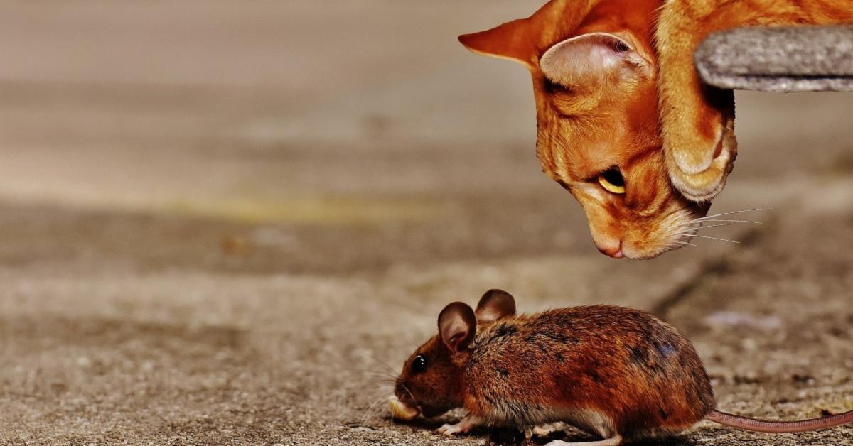 chat-souris