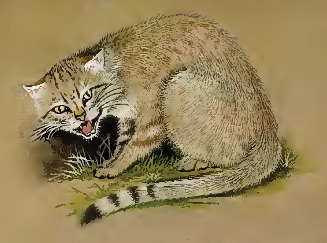 felis_silvestris_lybica
